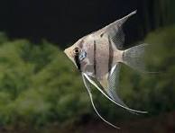 (189) Peruvian Altum Angelfish Large size