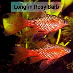 Longfin Rosy Barb ( pack of 6)