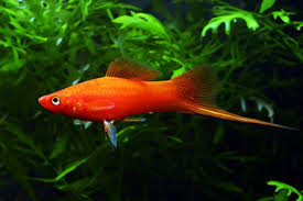 (21) Red Velvet Swordtail