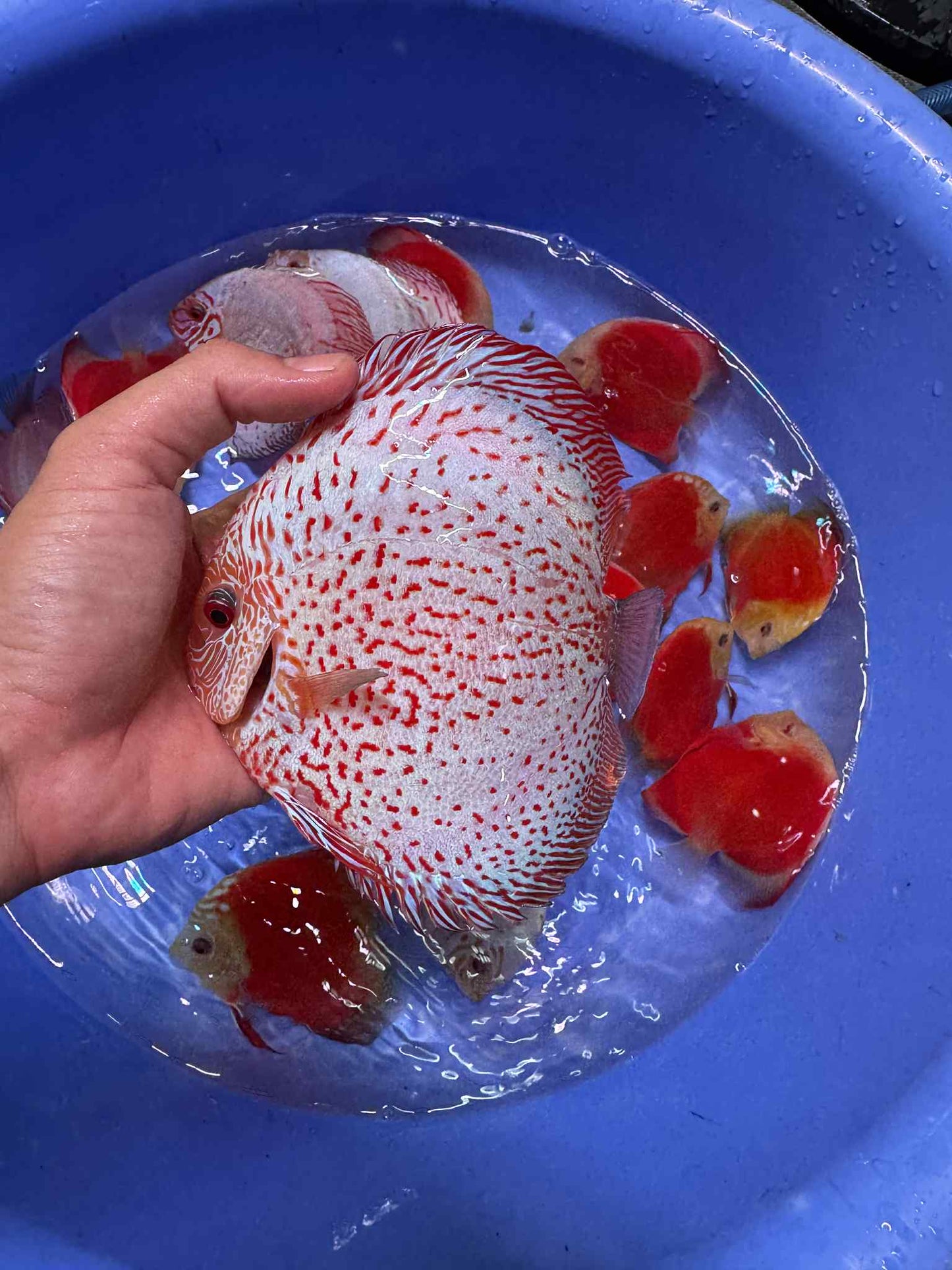 (206) Maximize Discus 6in+