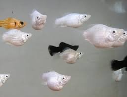 (62) Platinum Shortfin Molly