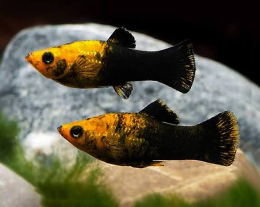 (61) Gold Black Molly