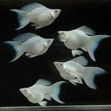 Silver Shortbody lyra molly (pack of 10)