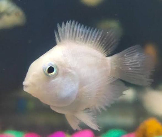 White Polar Parrot Cichlid (pack of 10)