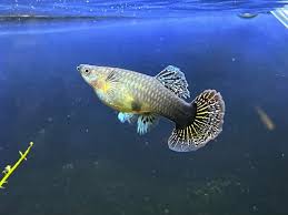 Red Dragon Guppy FEMALE ( pack of 10)