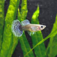 (76) Blue Dragon Guppy 1 pair. ( 1 male 1 female )