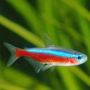 (66) Cardinal Tetra
