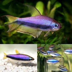 (64) Blue Emperor Tetra