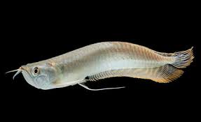 (1) Silver Arowana 6-7in