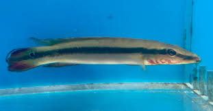 Red Atabapo Pike Cichlid (pack of 3)