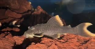 (10) L076 Orange Seam Pleco 3in