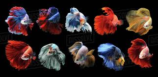 (173) Assorted Betta Fish (Male)