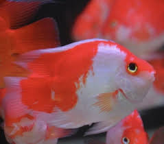 (205) Santa Claus King Kong Parrot Fish 4.5in