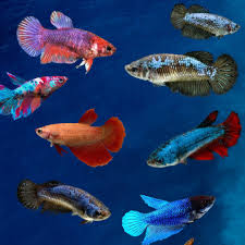 Assorted Female Betta (pack of 6)