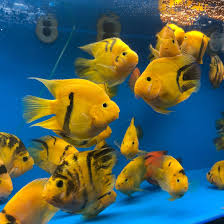 Tiger Parrot Fish (pack of 6) Yellow / Red