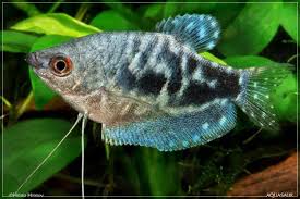 (20) Opaline  gourami