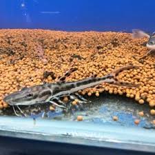 Shovelnose Catfish 2'' (pack of 6)