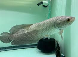 African arowana